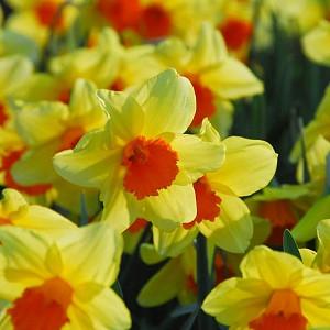Narcissus Fortissimo, Daffodil 'Fortissimo', Large-Cupped Daffodil 'Fortissimo', Large-Cupped Daffodils, Spring Bulbs, Spring Flowers, Narcisse Fortissimo, Large-cupped Daffodil, Narcisse grande couronne, early spring daffodil, mid spring daffodil